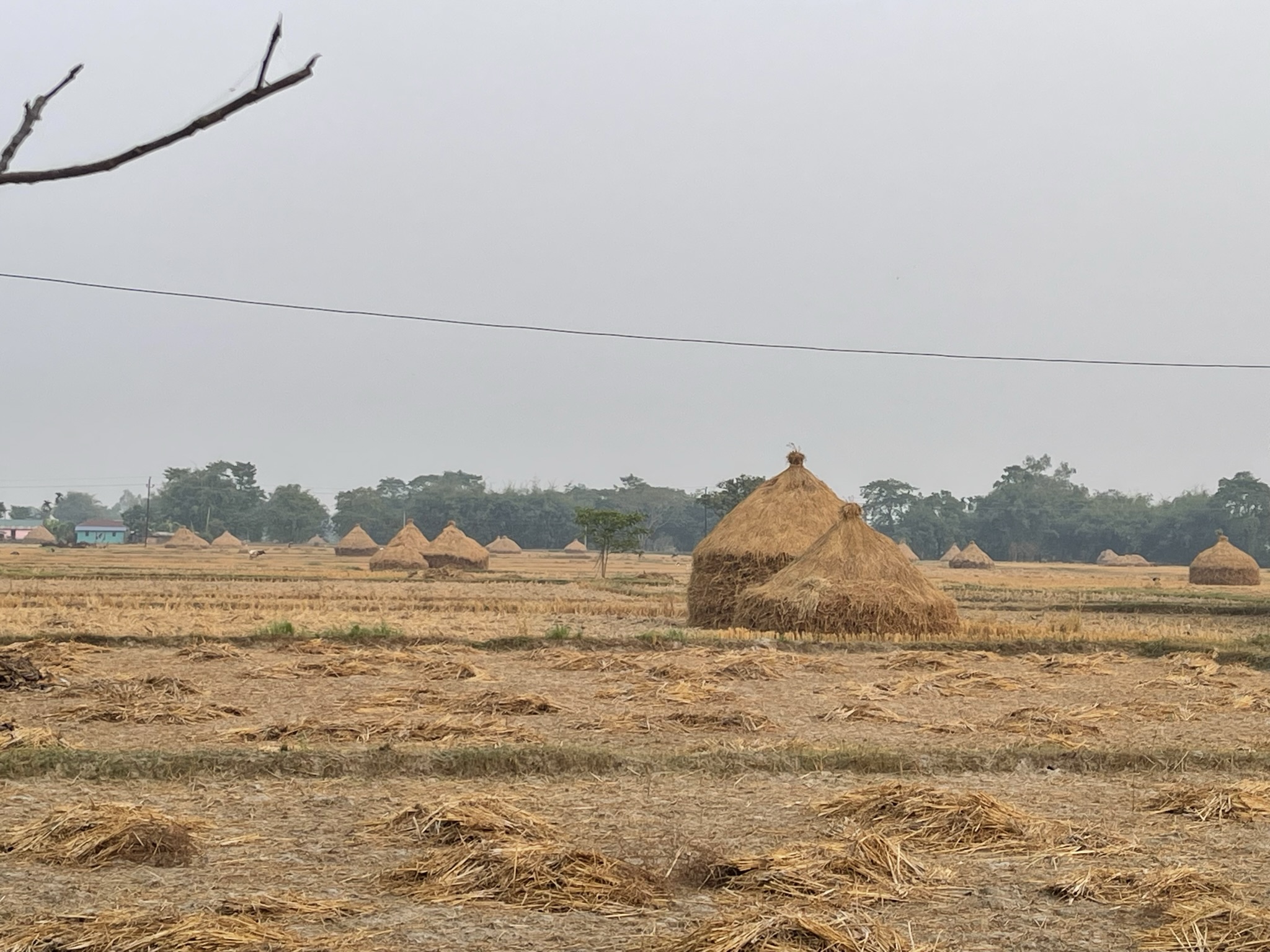 Post harvesting in KIS command area