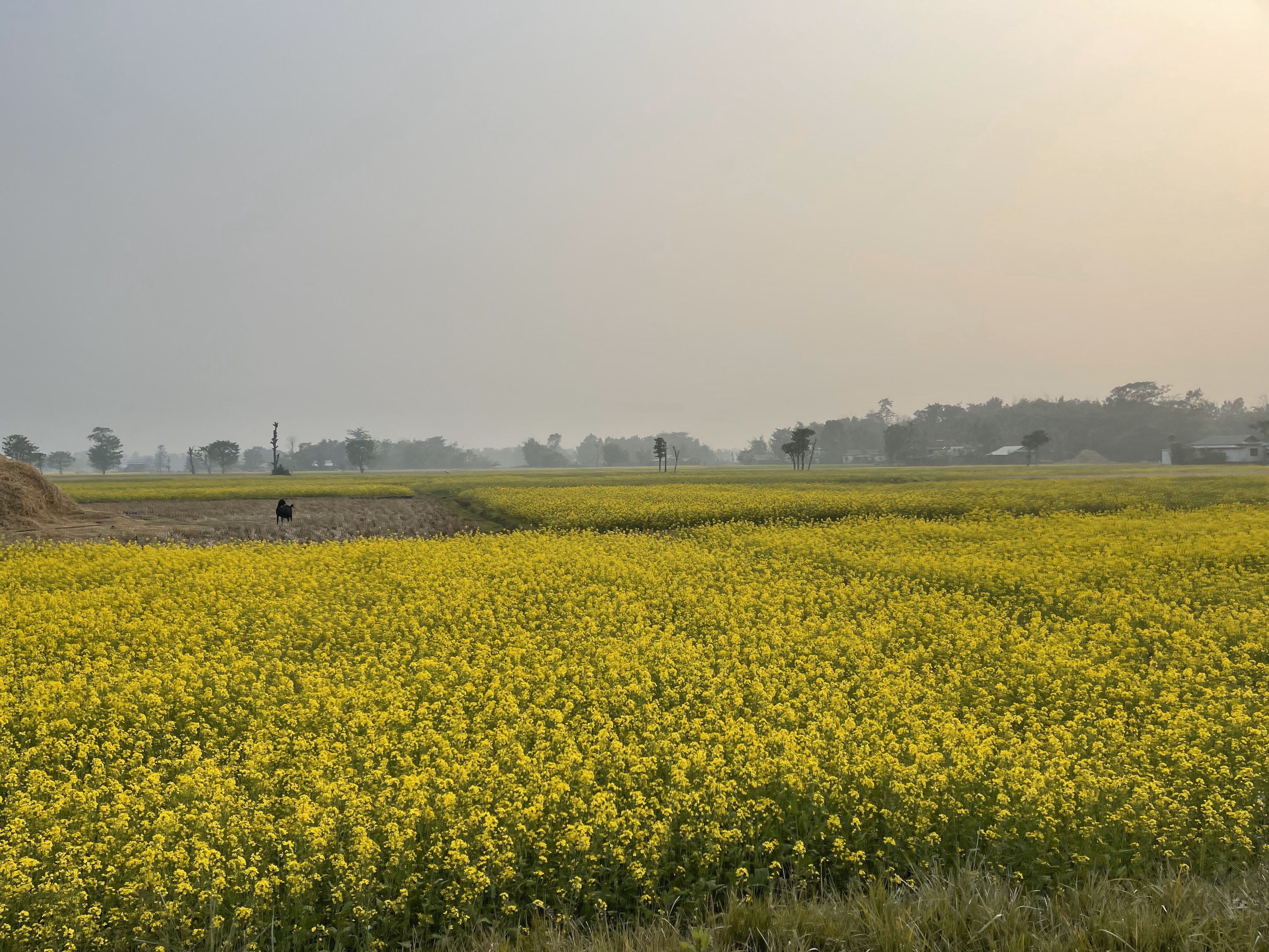 Winter Crop in KIS
